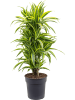 Драцена Fragrans 'Lemon Lime'  H120×W35 D27×25 см 