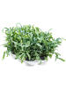 Флебодиум Золотистый 'Blue Star' 6/tray  H50×W50 D17×13 см 