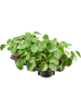 Пилея Peperomioides 6/tray  H20×W20 D13×10 см 