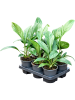 Антуриум Ellipticum 'Jungle Bush'  H40×W25 D13×9 см 