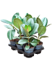 Фикус Elastica Robusta 6/tray  H45 D14 см 