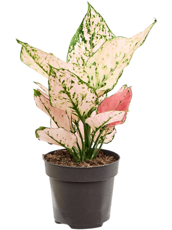 Аглаонема 'Rosy' 6/tray  H35×W20 D12×9 см 