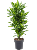 Драцена Fragrans 'Cintho'  H110×W40 D27×25 см 