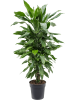 Драцена Fragrans 'Janet Lind'  H70×W35 D21×20 см 