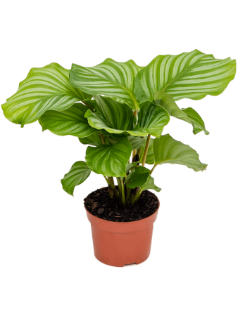 Калатея Круглолистный 6/tray  H30×W25 D12×10 см 