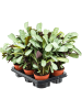 Ктенанта Бурле-Маркса 'Amagris' 6/tray  H25×W25 D12×10 см 