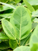 Фикус Altissima 'Variagata'  H130×W60 D34×30 см 