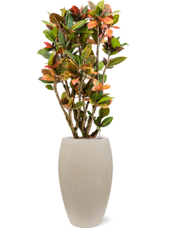 Кротон Пёстролистный Кодиеум 'Petra'  H150×W60 D30×27 см 