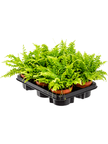 Нефролепис Высокий 'Boston' 6/tray  H30×W30 D12×11 см 