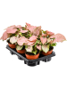 Сингониум 'Neon' 6/tray  H26×W20 D12×10 см 