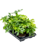 Монстера Minima 6/tray  H25×W20 D12×10 см 