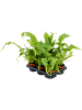 Микросорум Crocodyllus 6/tray  H25×W30 D12×9 см 