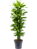 Драцена Fragrans 'Golden Coast'  H160×W45 D31×27 см 