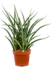 Сансевиерия Киркии 'Fernwood Punk' 6/tray  H30×W20 D12×9 см 