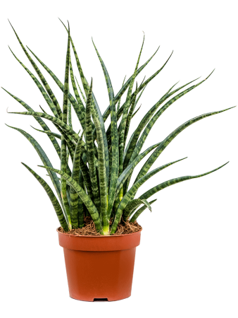 Сансевиерия Киркии 'Fernwood Punk' 6/tray  H30×W20 D12×9 см 