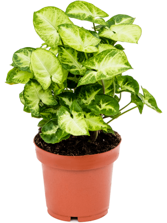 Сингониум 'Pixie' 6/tray  H25×W25 D12×10 см 