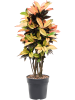 Кротон Пёстролистный Кодиеум 'Mrs. Iceton' 105-135cm  H125×W55 D27×25 см 