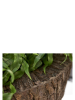 Bosco Чаша Плюс Цвет Коры D55×40 см