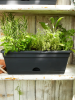 Зелёный Basics Trough Мини Живой Чёрный 12×30×11 см