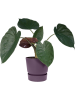 Гринвилл Раунд Винтаж Plum D18×17 см