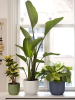 Вайбс Fold Раунд Зелёный Fern D18×16 см