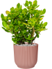 Вайбс Fold Раунд Нежно-розовый D25×23 см