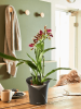 Кашпо Lechuza Orchidea (серый) с автополивом Высота 20 см
