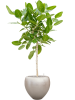 Baq Металлик Серебристый Leaf Купелла Матовый Светлый Шампань С Вкладышем D50×45 см