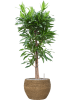 Богемия Эбби S Straw Grass D30×21 см