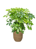 Богемия Коди M Straw Grass D27×26 см