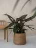 Богемия Пэтт L Straw Grass D35×30 см