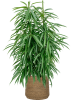 Богемия Пэтт L Straw Grass D35×30 см