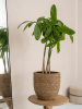 Богемия Коди L Straw Grass D33×32 см
