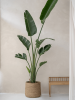 Богемия Пэтт XL Straw Grass D49×41 см