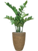 Богемия Бен M Straw Grass D30×41 см