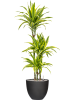 Утончённый Корал M Volcano Чёрный D25×21 см