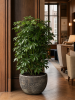 Baq Sandora Чаша Коричневый D40×24 см