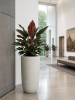 Baq Seren Bay Ashen D40×75 см