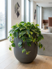 Baq Seren Bubble Высокий Deep Мокко D55×72 см