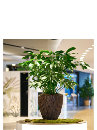 Bosco Горшок Merah Цвет Коры D60×65 см