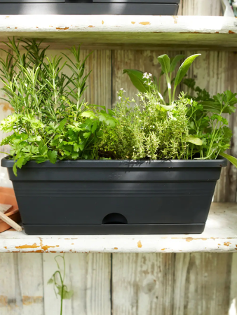 Зелёный Basics Trough Мини Живой Чёрный 12×30×11 см