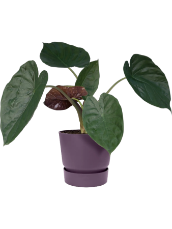 Гринвилл Раунд Винтаж Plum D19×18 см