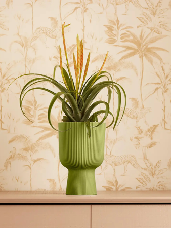 Вайбс Fold Купе Fern Зелёный D14×21 см