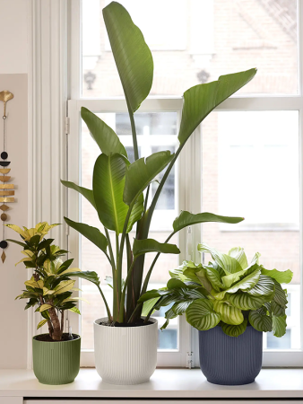 Вайбс Fold Раунд Зелёный Fern D18×16 см