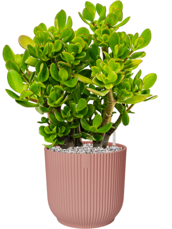 Вайбс Fold Раунд Нежно-розовый D25×23 см