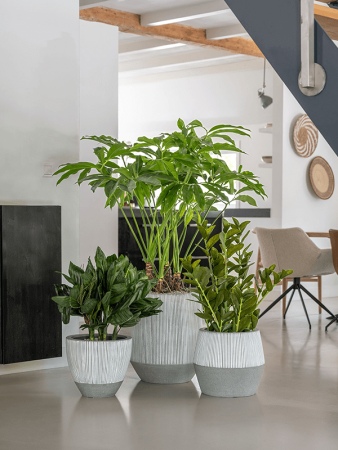 Рифленый Джеслин XXS Белый Stripe D33×29 см