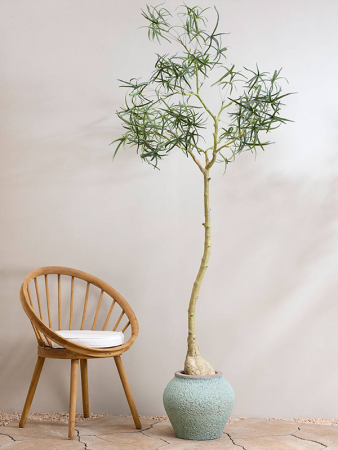 Средиземноморский Зевс S, Rustic Зелёный D37×32 см