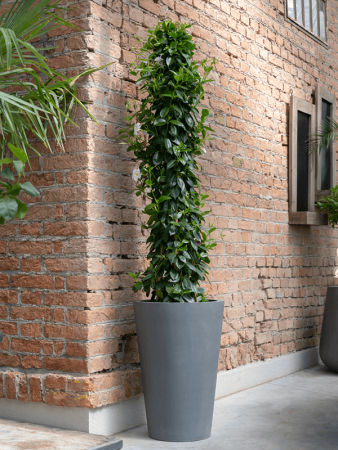 Файберстоун Белль M Серый D47×70 см