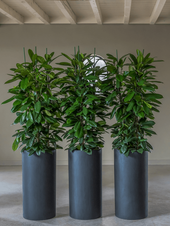 Файберстоун Клакс L Чёрный D40×80 см
