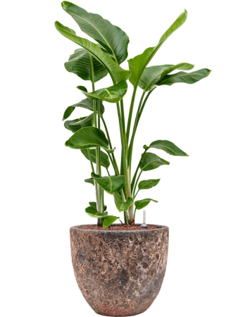 Baq Лавовый Купелла Реликтовый Розовый D36×34 см